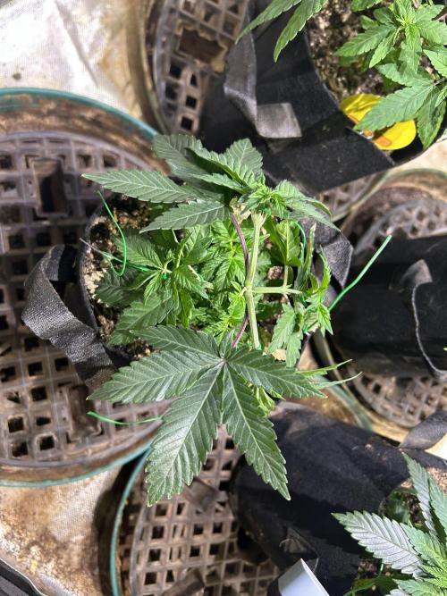 BF - Super Boof. Week 7