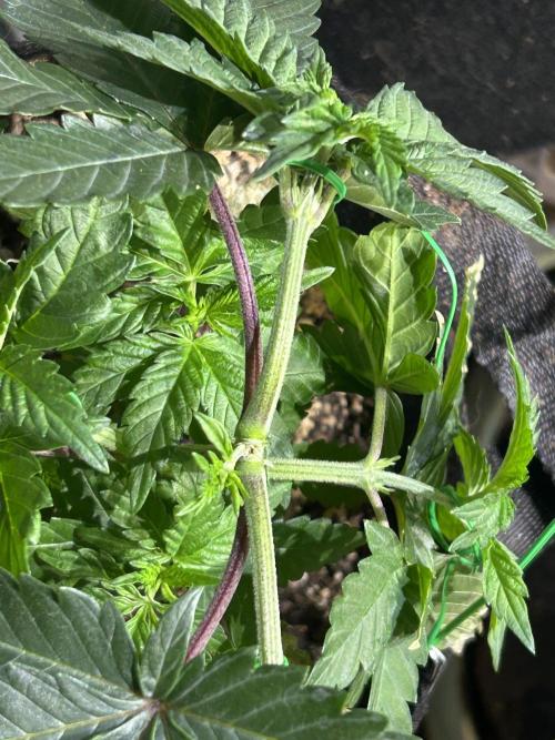 BF - Super Boof. Week 7