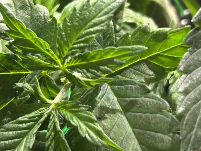 BF - Super Boof. Week 7