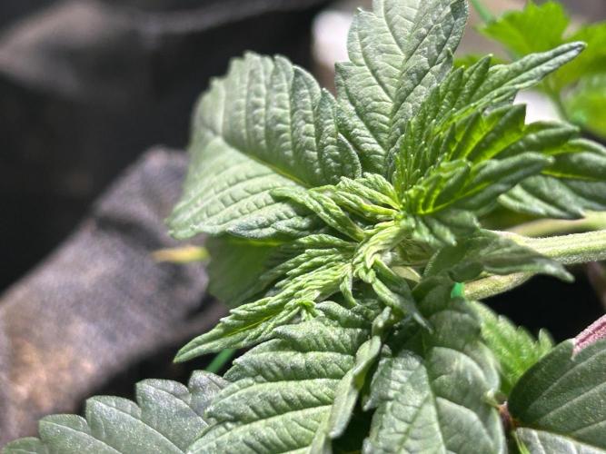 BF - Super Boof. Week 7