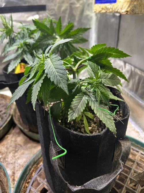 BF - RS11 x Banana OG. Week 7 - 12/27/25