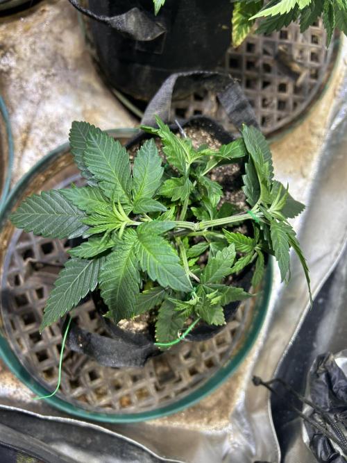 BF - RS11 x Banana OG. Week 7