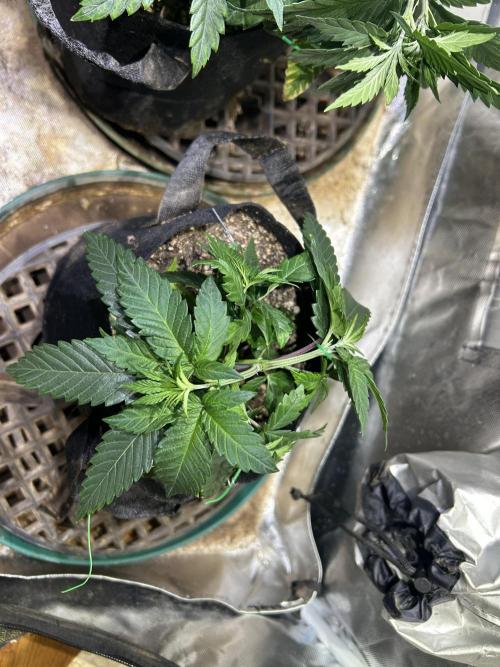 BF - RS11 x Banana OG. Week 7