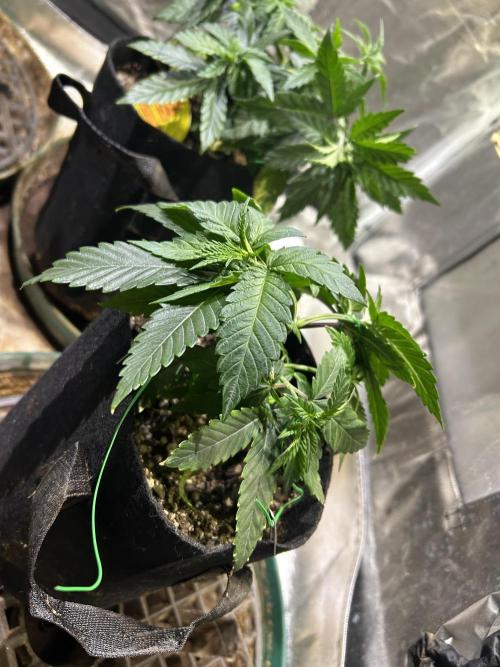 BF - RS11 x Banana OG. Week 7