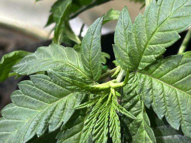 BF - RS11 x Banana OG. Week 7