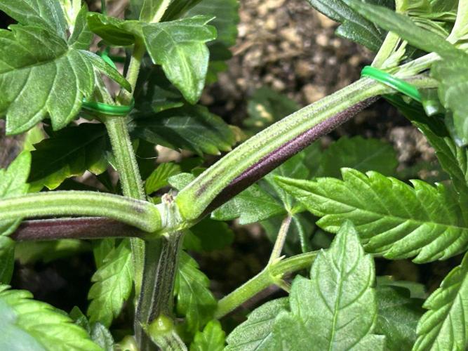 BF - RS11 x Banana OG. Week 7