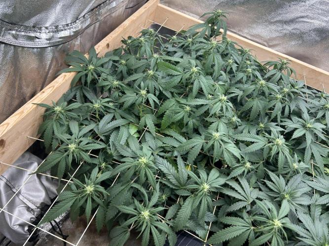 OSS - Do-Si-Dos OG. Week 17