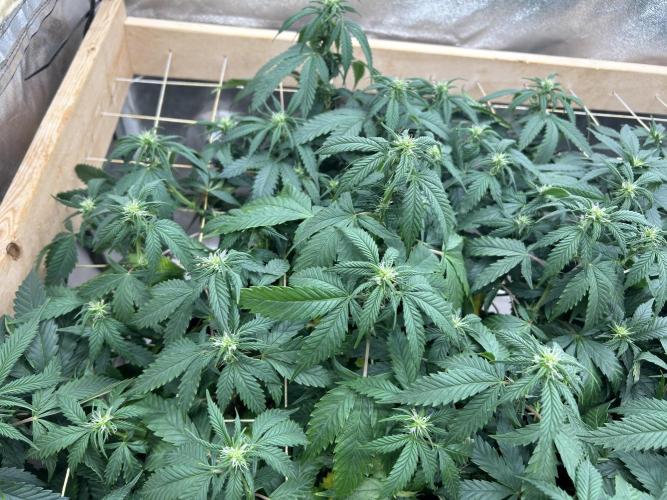 OSS - Do-Si-Dos OG. Week 17