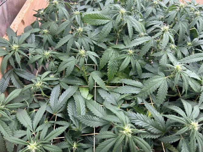 OSS - Do-Si-Dos OG. Week 17