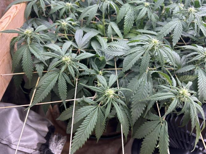 OSS - Do-Si-Dos OG. Week 17