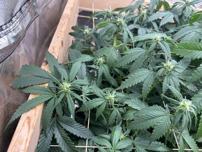 OSS - Do-Si-Dos OG. Week 17