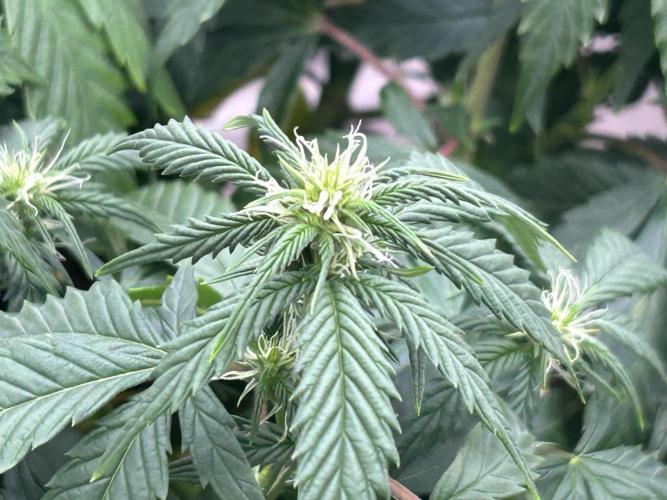 OSS - Do-Si-Dos OG. Week 17