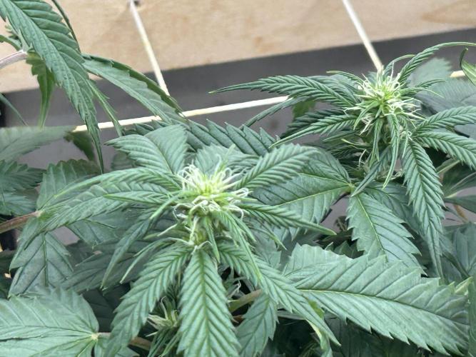 OSS - Do-Si-Dos OG. Week 17