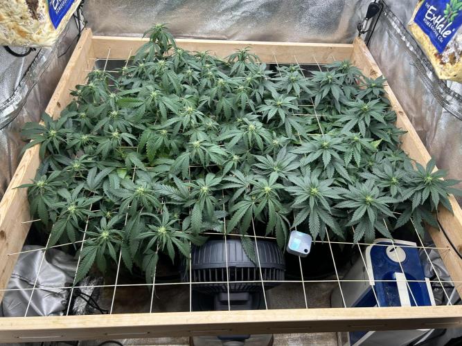 OSS - Sherbet Moonrocks. Week 17 - 12/27/25