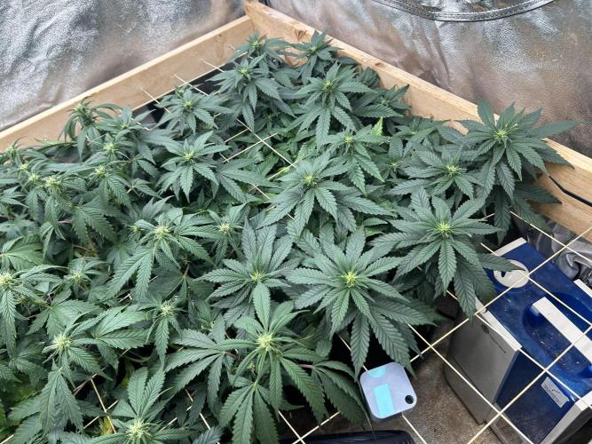 OSS - Sherbet Moonrocks. Week 17