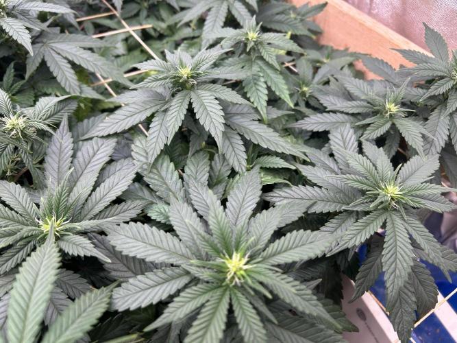 OSS - Sherbet Moonrocks. Week 17