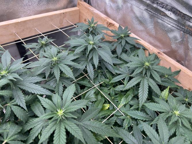 OSS - Sherbet Moonrocks. Week 17