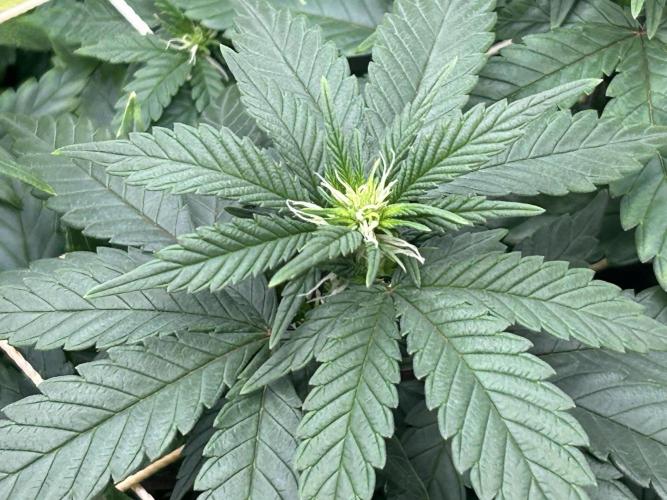 OSS - Sherbet Moonrocks. Week 17