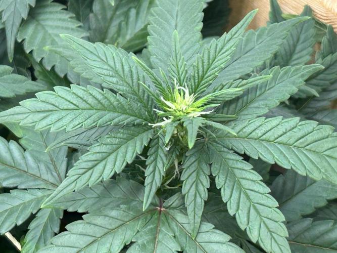 OSS - Sherbet Moonrocks. Week 17