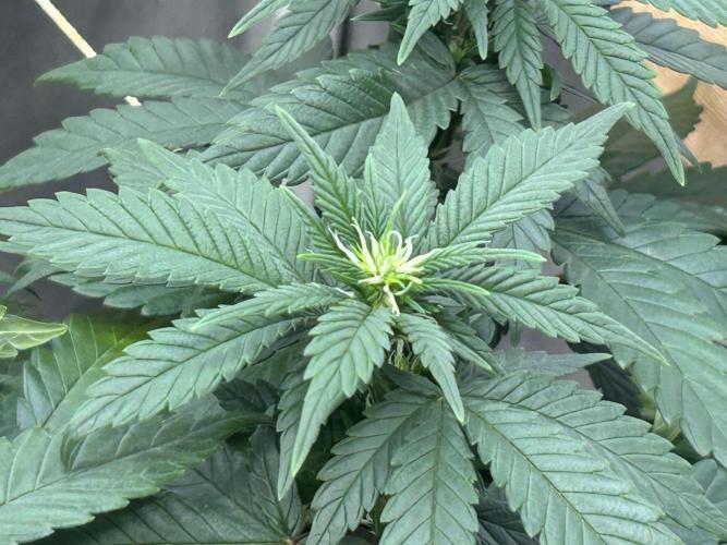 OSS - Sherbet Moonrocks. Week 17