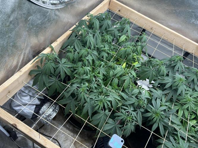 Kannabia - Pink Gelato. Week 17