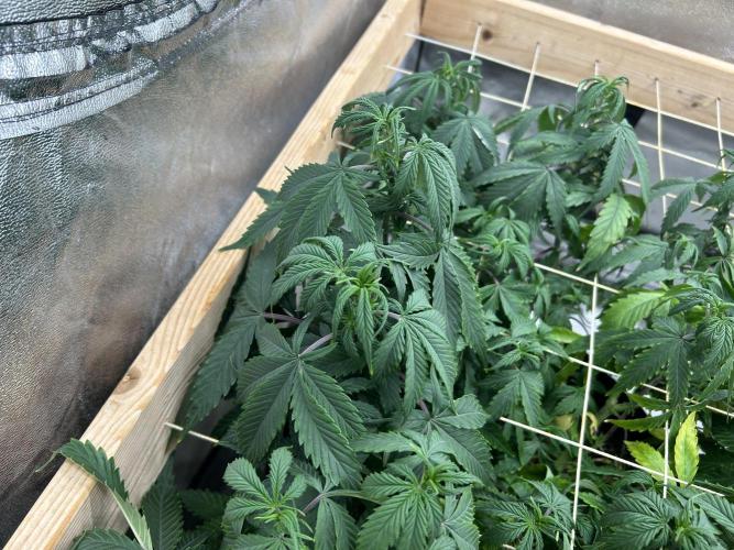 Kannabia - Pink Gelato. Week 17