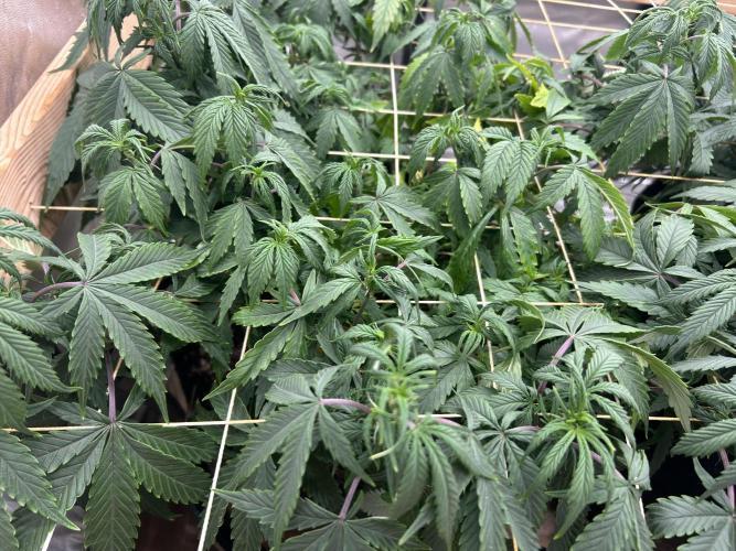 Kannabia - Pink Gelato. Week 17