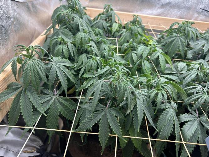 Kannabia - Pink Gelato. Week 17