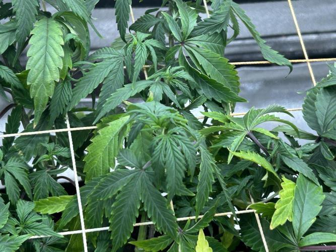 Kannabia - Pink Gelato. Week 17