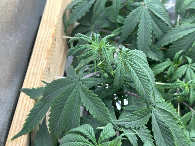 Kannabia - Pink Gelato. Week 17