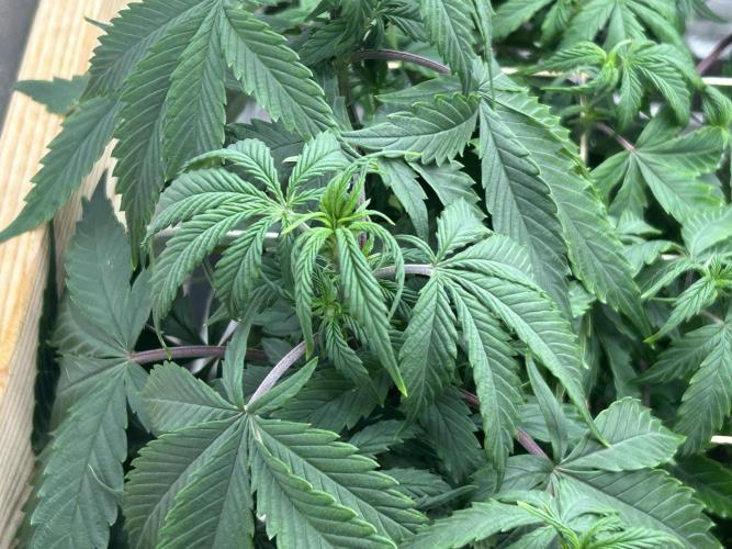 Kannabia - Pink Gelato. Week 17