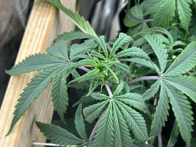 Kannabia - Pink Gelato. Week 17