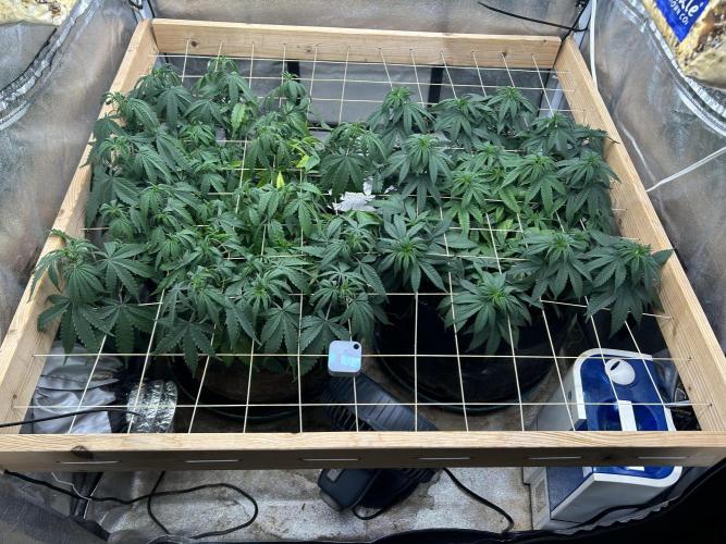 Kannabia - Apple Fritter. Week 17 - 12/27/25