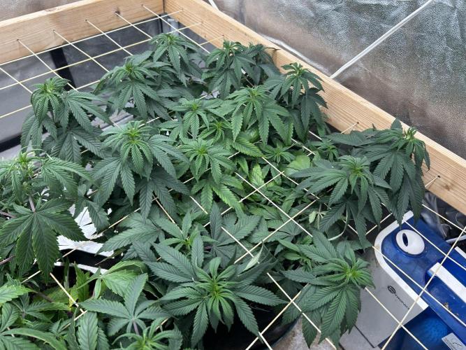 Kannabia - Apple Fritter. Week 17