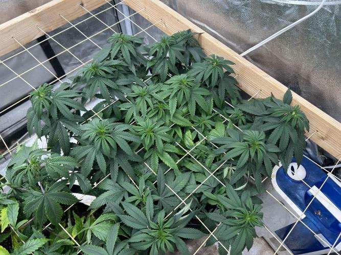 Kannabia - Apple Fritter. Week 17