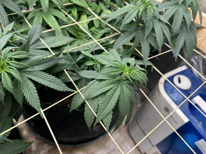 Kannabia - Apple Fritter. Week 17