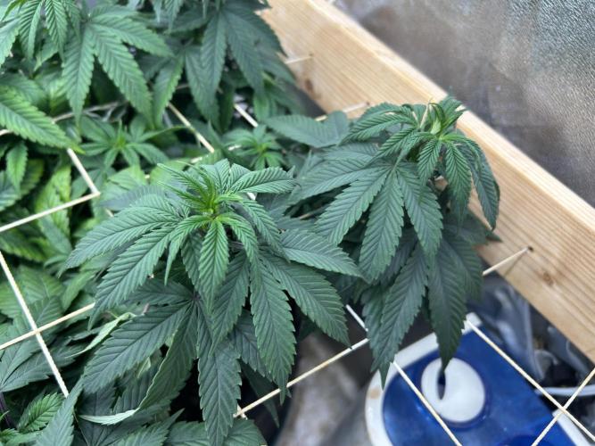 Kannabia - Apple Fritter. Week 17