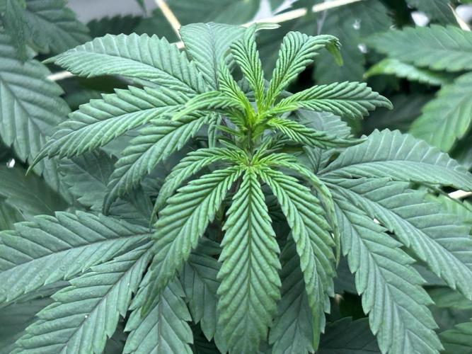 Kannabia - Apple Fritter. Week 17