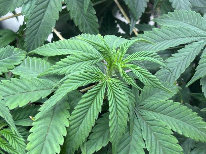 Kannabia - Apple Fritter. Week 17