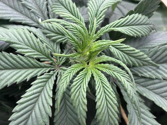 Kannabia - Apple Fritter. Week 17