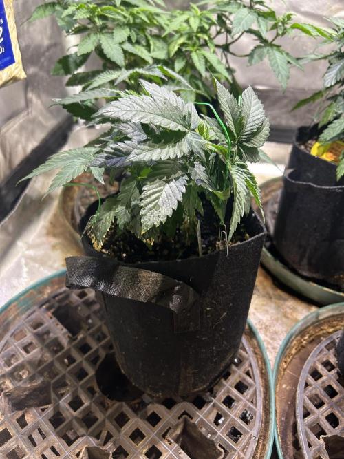 BF - Super Boof. Week 8 - 1/3/26