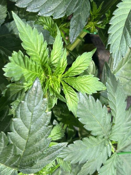 BF - Super Boof. Week 8