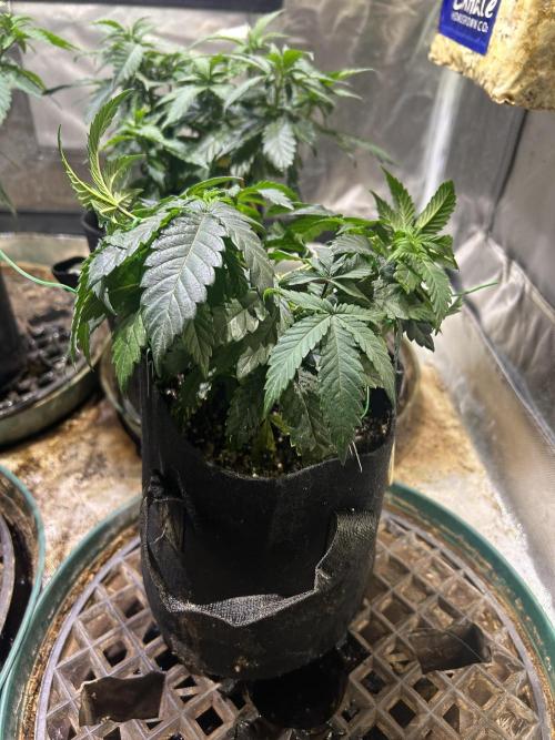 BF - RS11 x Banana OG. Week 8 - 1/3/26