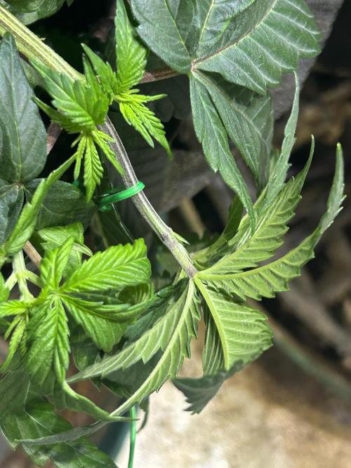 BF - RS11 x Banana OG. Week 8