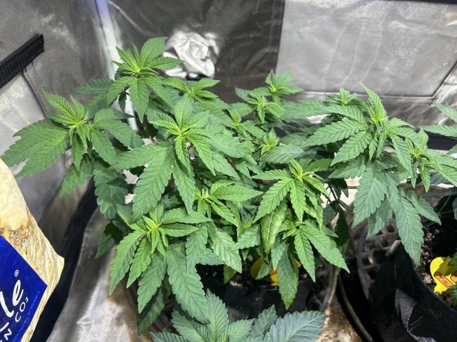 OSS - Blackwater. Week 11 - 1/3/26