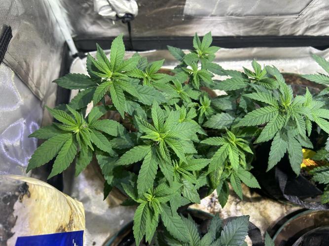 OSS - Blackwater. Week 11