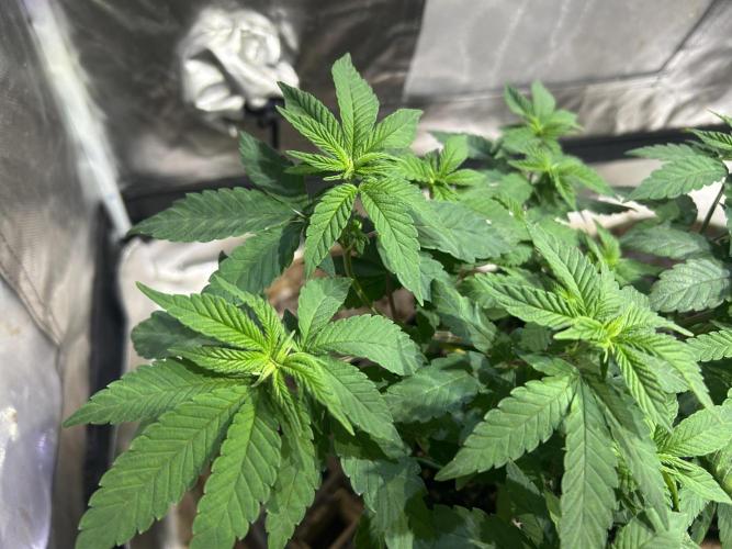 OSS - Blackwater. Week 11