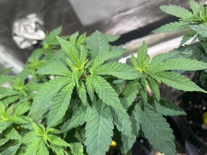 OSS - Blackwater. Week 11