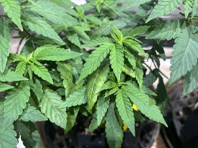 OSS - Blackwater. Week 11