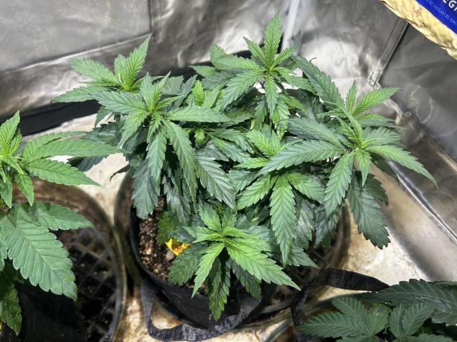 OSS - Tiramisu. Week 11 - 1/3/26